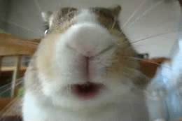1uwu.thumb.gif.ea8395e931f411996f7cfb78c651b456.gif