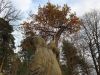 20201024_154341.thumb.jpg.d4e6e0dc1baab721c26c11753688233f.jpg