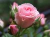 509-1.thumb.jpg.fd80cd1ea71366b8aa13a664bb1114fa.jpg