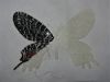 Butterfly12-2.JPG.8c68c814e8dfeebe678eb7edec3196a3.thumb.jpg.97deded138568fc952330ff52773e215.jpg