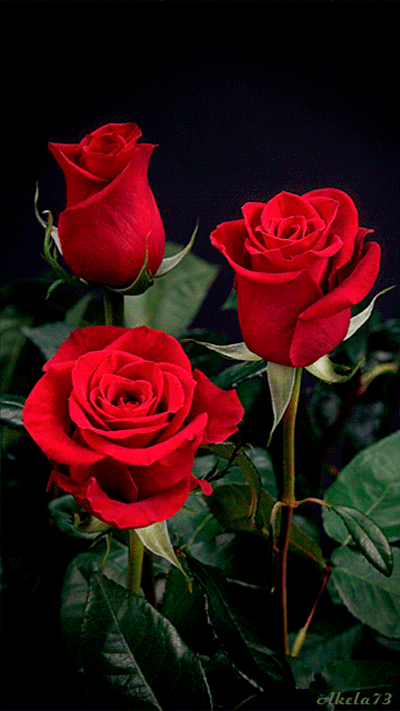 GIFy.thumb.gif.0868cd8a117979395dbe0212970e83ae.gif