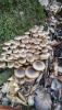 IMG-20201112-WA0002.thumb.jpg.3be797efd5a68eded5736a414ba6b111.jpg