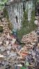 IMG-20201112-WA0003.thumb.jpg.49304f5a8105430674432b47829f1f5d.jpg
