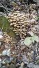 IMG-20201112-WA0006.thumb.jpg.e6cb513d8e7611830ee778921c395f5e.jpg