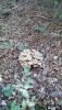 IMG-20201112-WA0009.thumb.jpg.e366256d311205476b7c5791dd12847d.jpg