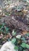 IMG-20201113-WA0002.thumb.jpg.86245a61d7dce8672aba2a1f5d535952.jpg