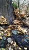 IMG-20201116-WA0000.thumb.jpg.319090e3517c9bfe9ea71735d79cd078.jpg