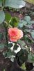 IMG-20201116-WA0010.thumb.jpeg.99b0508b4f3cd36cf36ab443e1271cfc.jpeg