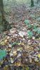 IMG-20201121-WA0000.thumb.jpg.958f08a3726f39c0f085130e3a95d02f.jpg