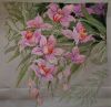 Orchids7.JPG.23917194ab093eedfa13a25d531ca033.thumb.jpg.9553c62b494c4b2aee5878c7bb72ee8d.jpg