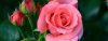 _fon-1.thumb.jpg.0b78660f3b9664399160372152a5b054.jpg