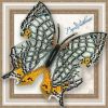 Вдохновение BGP-039, Цирестис Нивея