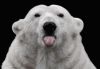 misha_0.thumb.jpg.f56389aeb1edf57438d53e364b75c01c.jpg