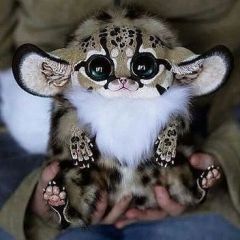 Kitty1206