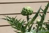 spiky-plant-flower-green-produce-vegetable-botany-garden-flora-artichoke-spikey-thistle-veggie-flowering-plant-daisy-family-plant-stem-land-plant-1348908.thumb.jpg.6cb0e61fb25b6d8efa2198df5cc9b5e4.jpg