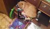 20161221_035621.thumb.jpg.0644af391630d26904798ac10d6fcb8a.jpg