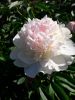 20190620_182541.thumb.jpg.a573c050341906a6beed9c95f47dbfbd.jpg