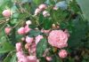 20201104_141906.thumb.jpg.253f0b8dd5b2fb0c69d4ebc723bf74ed.jpg