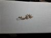 20201229_010504.thumb.jpg.ac2d219dc10a64cb4b1d39a7ed5eb103.jpg