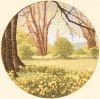 617473843_JCDW241DaffodilWood.thumb.jpg.6c1af1a0f3faca41c77339b309c88f3d.jpg