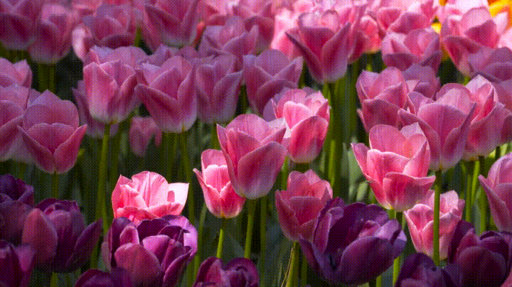 78vX.thumb.gif.23efd101823549b02cbd319e2ccf98e7.gif