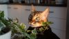 DSC00273.thumb.JPG.915c340bb45333ec2ae980bf569b3640.JPG