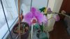 DSC_0860.thumb.JPG.b4ef75ca3f2cfa581c8585229c5567b4.JPG