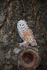 DSC_2701.thumb.JPG.6d41c7d8c89fcfd962b3ab00e99751c7.JPG
