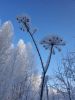 IMG-20201203-WA0012.thumb.jpg.9ec436d24841df9d2bd2af6f0e3f8974.jpg