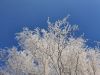 IMG-20201203-WA0013.thumb.jpg.5ac6cc07f02b56f298934bde18bd4e7c.jpg