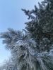 IMG-20201204-WA0003.thumb.jpg.7f36e050a5e0016da3582c19b043b39e.jpg