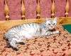 IMG_1790.thumb.JPG.b80e0363f3018a4ae97b3af81852fe7c.JPG