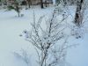 IMG_20201130_104344.thumb.jpg.4342d508ac080a879a6bd968b75d6e33.jpg
