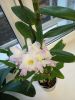 IMG_20201207_081546.jpg