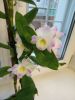 IMG_20201207_081607.jpg