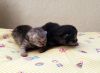 IMG_20201212_125034.thumb.jpg.60a1d746e136ce7544fc7dfca46bc13f.jpg