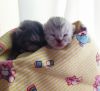 IMG_20201212_125057.thumb.jpg.bae3f5e1287460c16a9ff1a10bfebe65.jpg