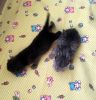 IMG_20201212_125200.thumb.jpg.bb8ccbd85f3df0599abd5e9de3049aa5.jpg
