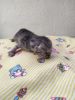 IMG_20201212_125240.thumb.jpg.78b0f42d160adb1d41340ee06230e70e.jpg