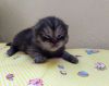 IMG_20201219_121248.thumb.jpg.aae7fae3ede62610f75584656c23e8ac.jpg
