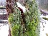 IMG_20201220_141604.thumb.jpg.b133772cb5ca373d5cd3808a94b14ba5.jpg