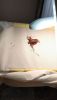 IMG_20201221_114335.thumb.jpg.a98a3c2dd247ad57ad3c40b6a034ed46.jpg