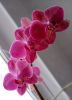 IMG_20201221_141945.thumb.jpg.51e276d0804847de97755ad357877dc5.jpg