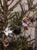 IMG_20201227_184611.thumb.jpg.76ccac771b14797bba7490c8106ff7b2.jpg