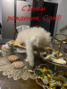 image.thumb.png.0ca31b3f52c3ac1e1e7a743f2545cbcc.png