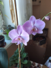 image.thumb.png.2a15a9081406e362d21378bc7ccee82f.png