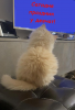 image.thumb.png.ff8c5a94abcb87c63ea0c659ca4e7f67.png