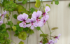 korolevskaya-geran_205.thumb.png.f51f78ff9f7bf1f7bed91aac11dba6f7.png