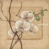 Dimensions 35176, Восточные орхидеи (Oriental orchids)