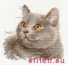 Алиса 0-134, Британский кот